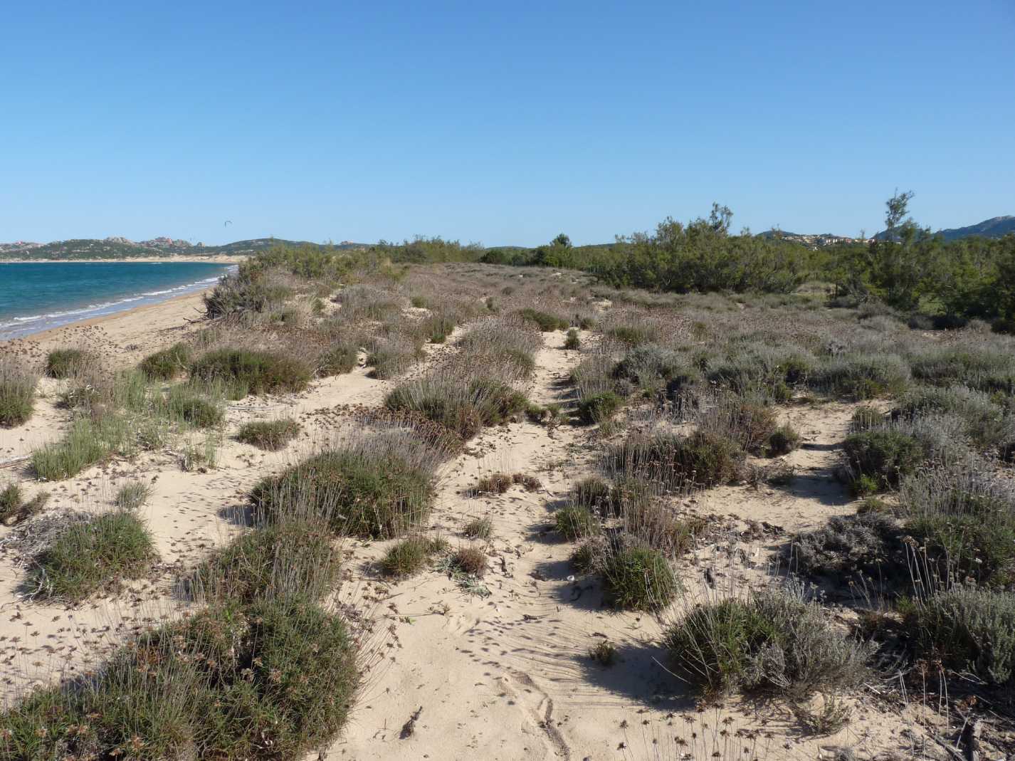 tra le dune di Porto Liscia ( Santa Teresa Gallura)